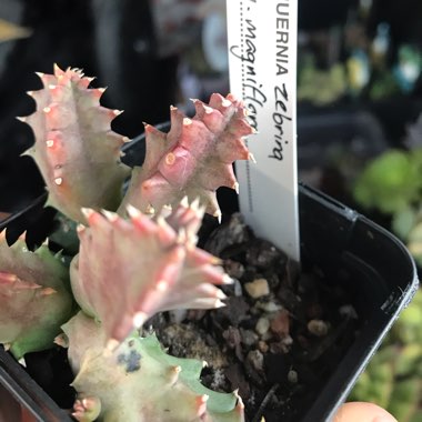 Huernia Zebrina var. Magniflora