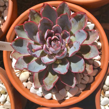 Echeveria Hera