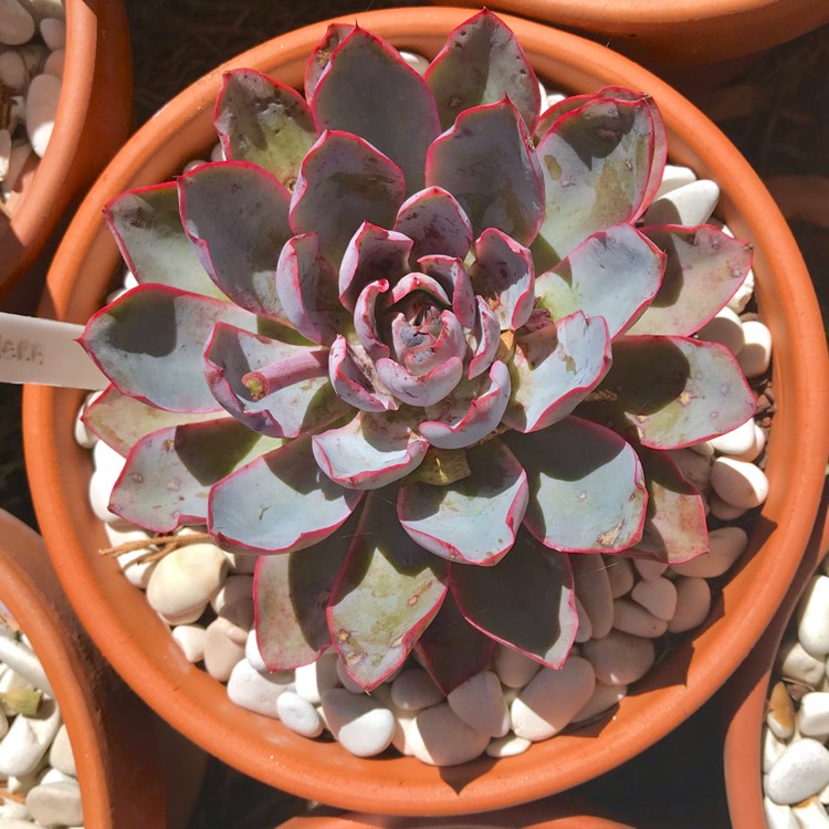 Plant image Echeveria Hera