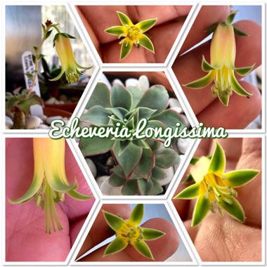 Echeveria Longissima var. Longissima