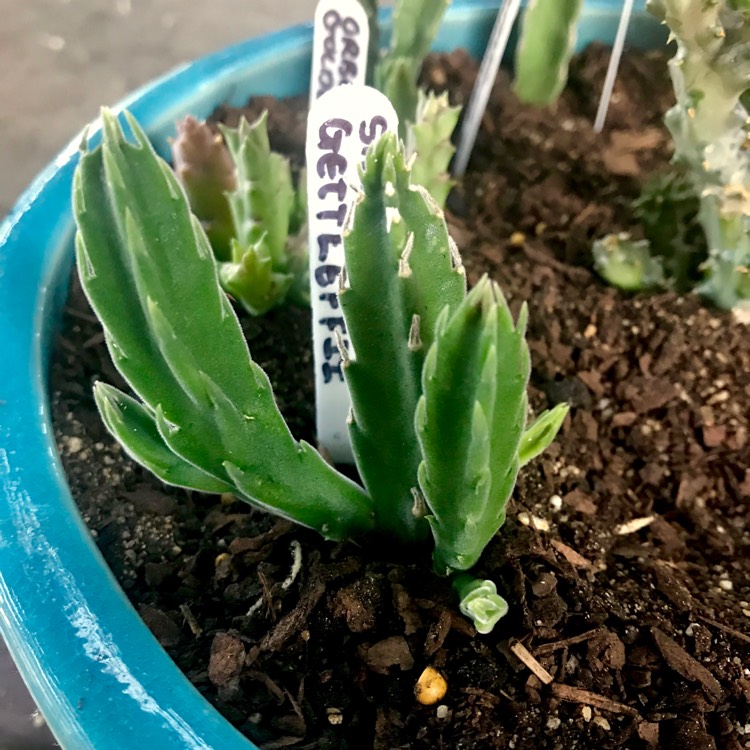 Plant image Stapelia gettleffii