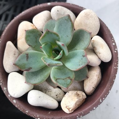 Echeveria Catorce