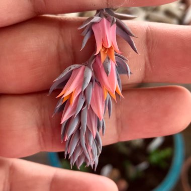 Echeveria Shaviana Truffles