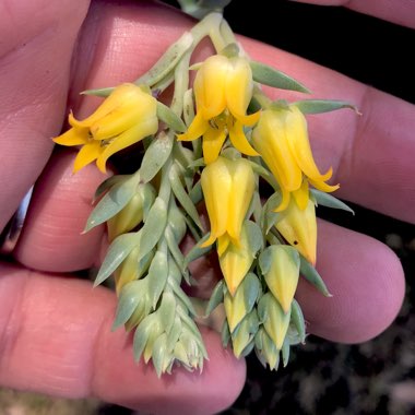 Echeveria Sagitta