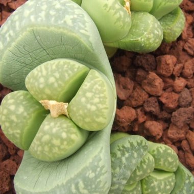 Lithops Marmorata 