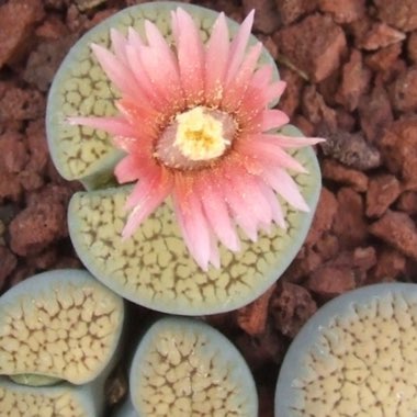 Lithops Verruculosa 'Rose of Texas'