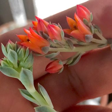 Echeveria Van Breen