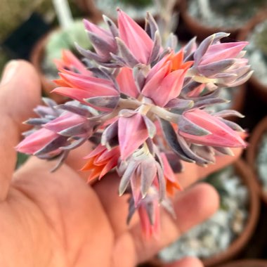 Echeveria Racemosa var. Racemosa