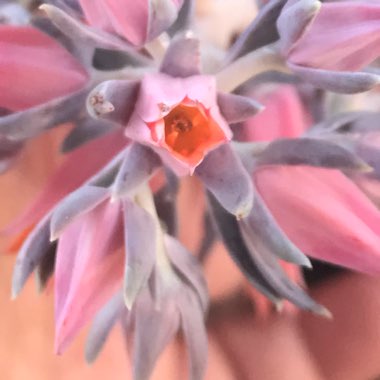 Echeveria Racemosa var. Racemosa