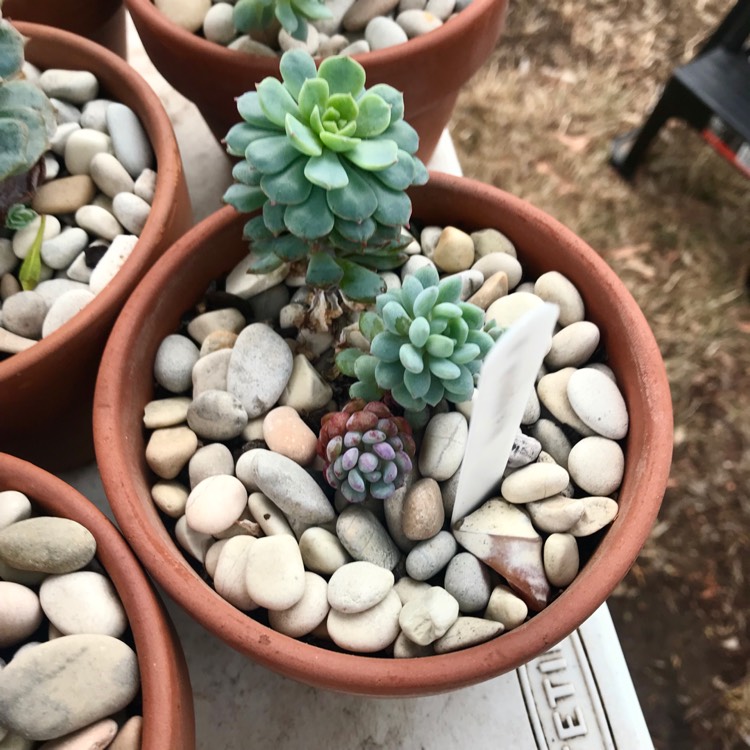 Plant image Echeveria Amoena