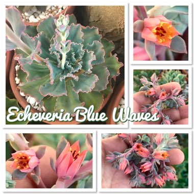 Echeveria Blue Waves