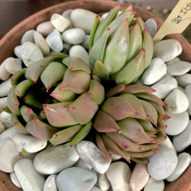 Echeveria Agavoides Lemaire