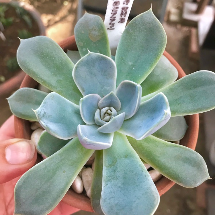 Plant image Echeveria Snow Bunny