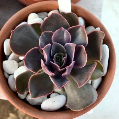 Echeveria Kisses