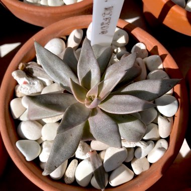 Echeveria Bifida