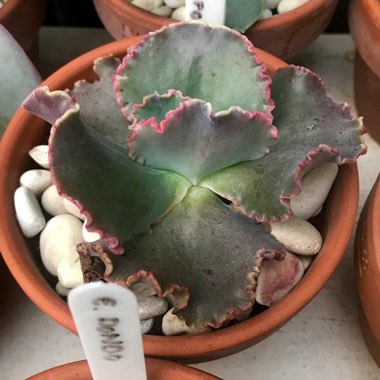 Echeveria Fantastic