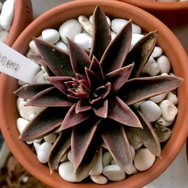 Echeveria Serrana