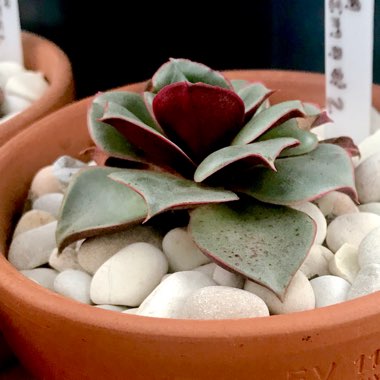 Echeveria Longissima var. Longissima