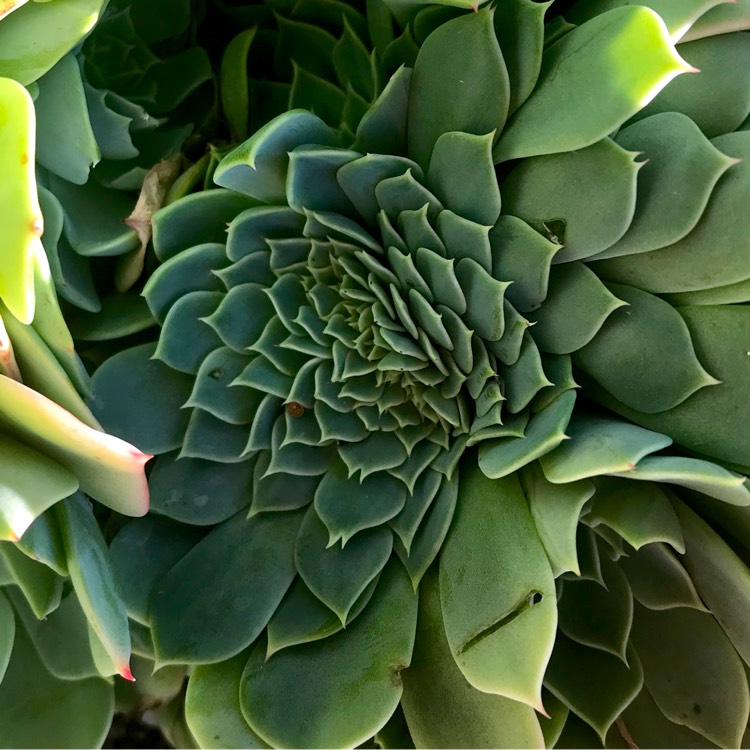 Plant image Echeveria Secunda Cristata