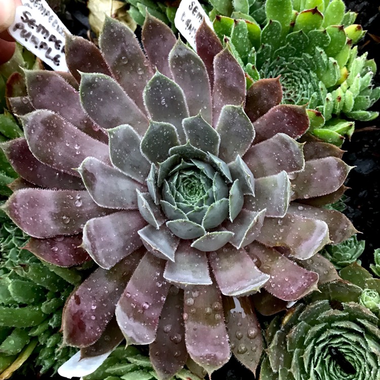 Plant image Sempervivum Purple Haze