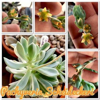 x Pachyveria Scheideckeri