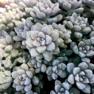 Graptopetalum Mendozae