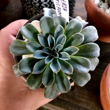 Echeveria Fantastic Fountain