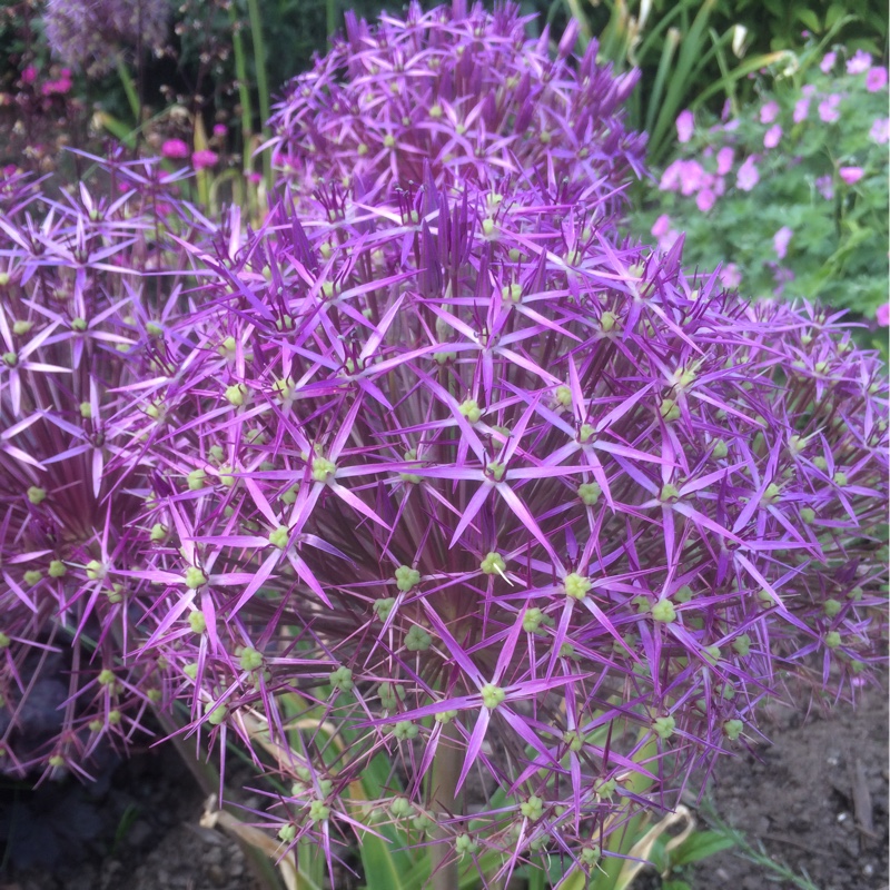 Allium