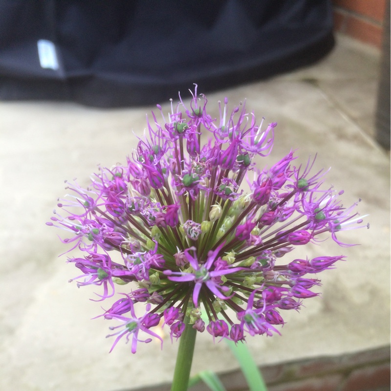 Allium