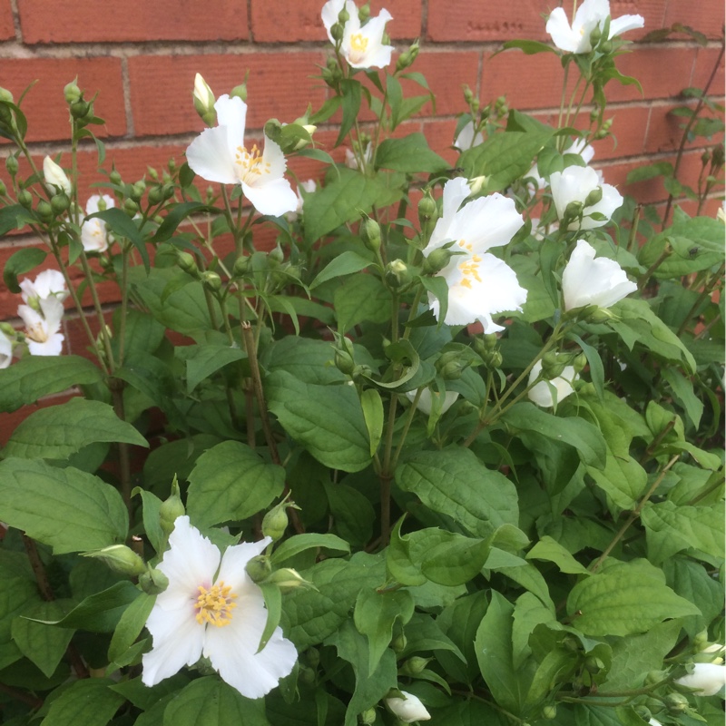 Mock orange 'Belle Etoile'