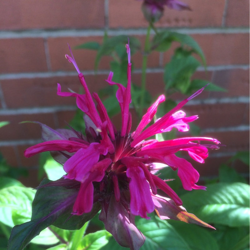 Bergamot 'Mahogany'