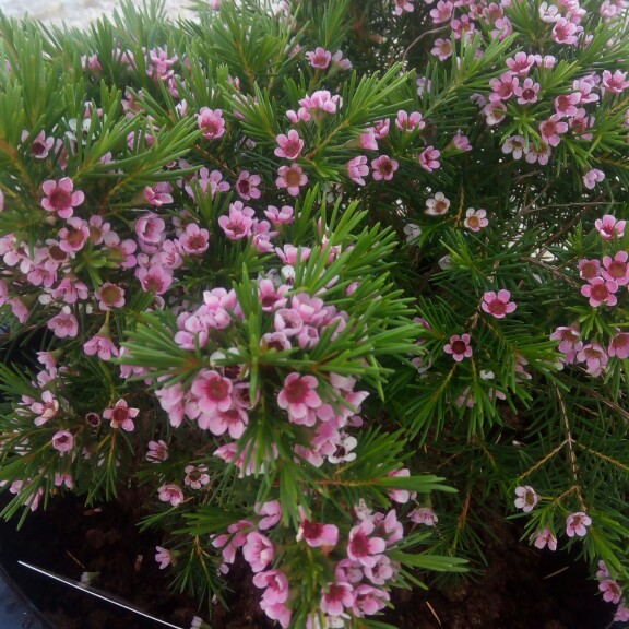 Geraldton Waxflower 'Snowflake'