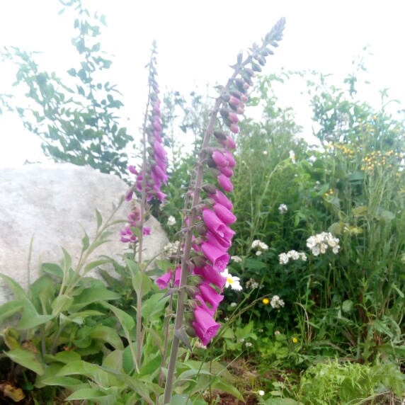 Common Foxglove