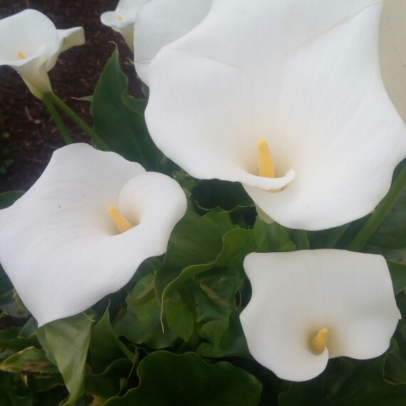 Calla Lily