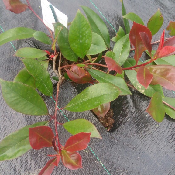 Photinia 'Magical Volcano'