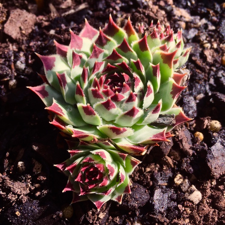 Plant image Sempervivum Tectorum Greenii