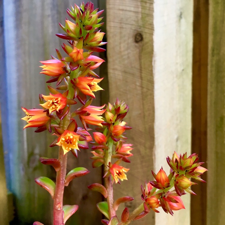 Plant image Echeveria Agavoides Red Blush