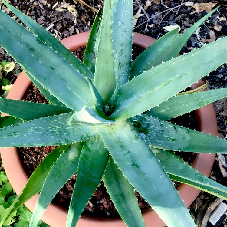 Plant image Aloe Striata X Maculata