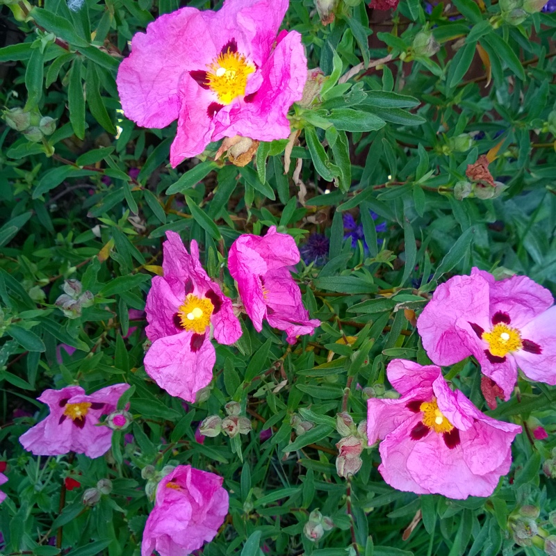 Plant image Cistus ladanifer var. sulcatus x C. ladanifer 'Blanche'