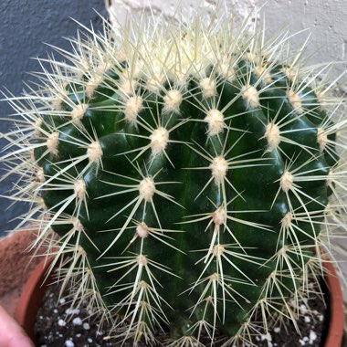 Echinocactus Grusonii