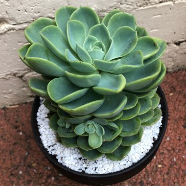 Echeveria Bees Knees