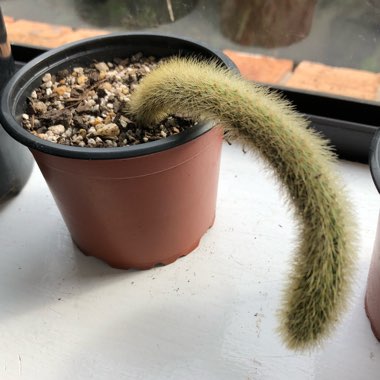 Cleistocactus winteri