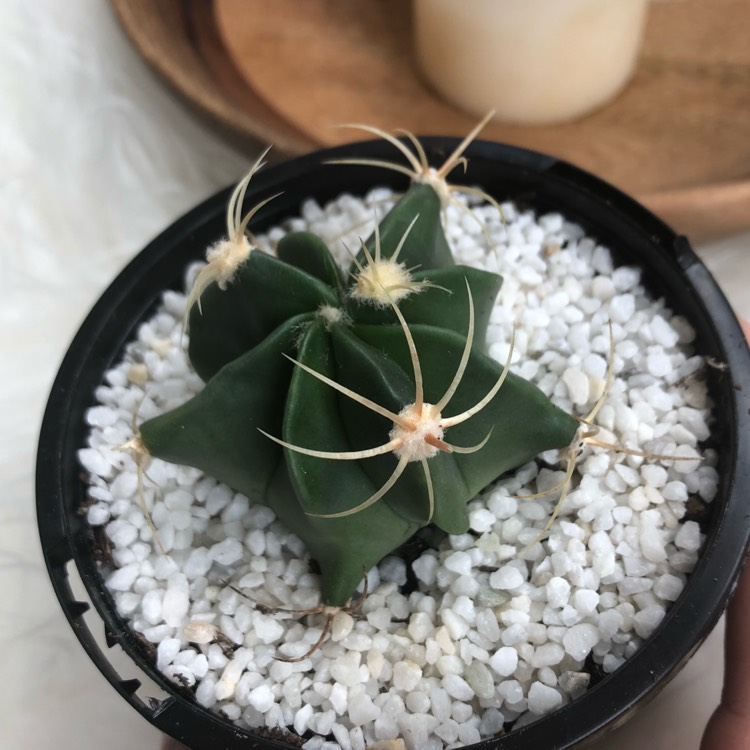 Plant image Ferocactus electracanthus syn. Ferocactus histrix