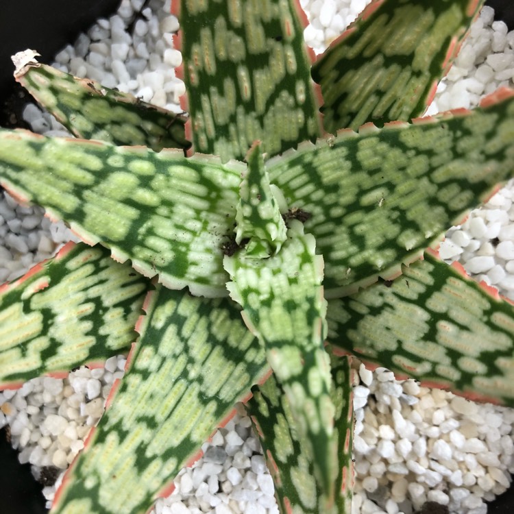 Plant image Aloe Morgan's hybrid