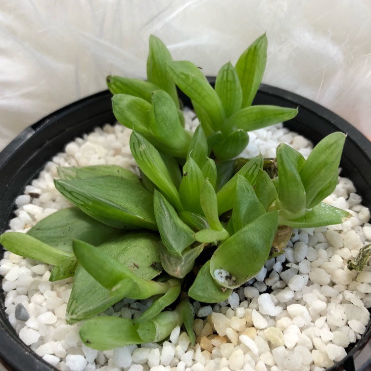 Plant image Haworthia Turgida