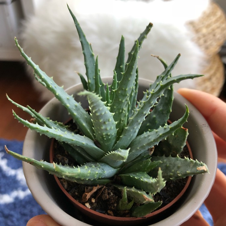 Plant image Aloe humilis