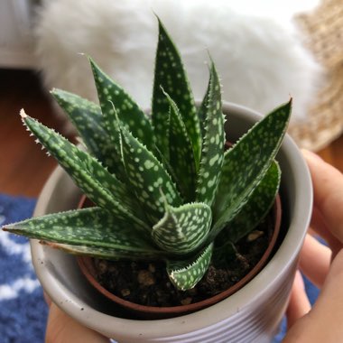 x Gasteraloe 'Flow'