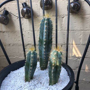 Pilosocereus glaucescens