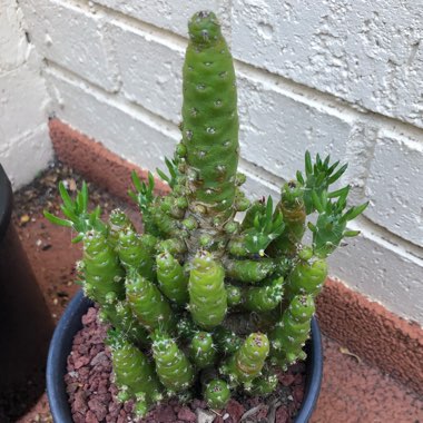 Austrocylindropuntia subulata F. Monstrosa