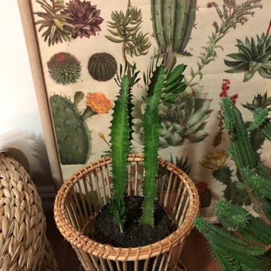 Euphorbia trigona rubra